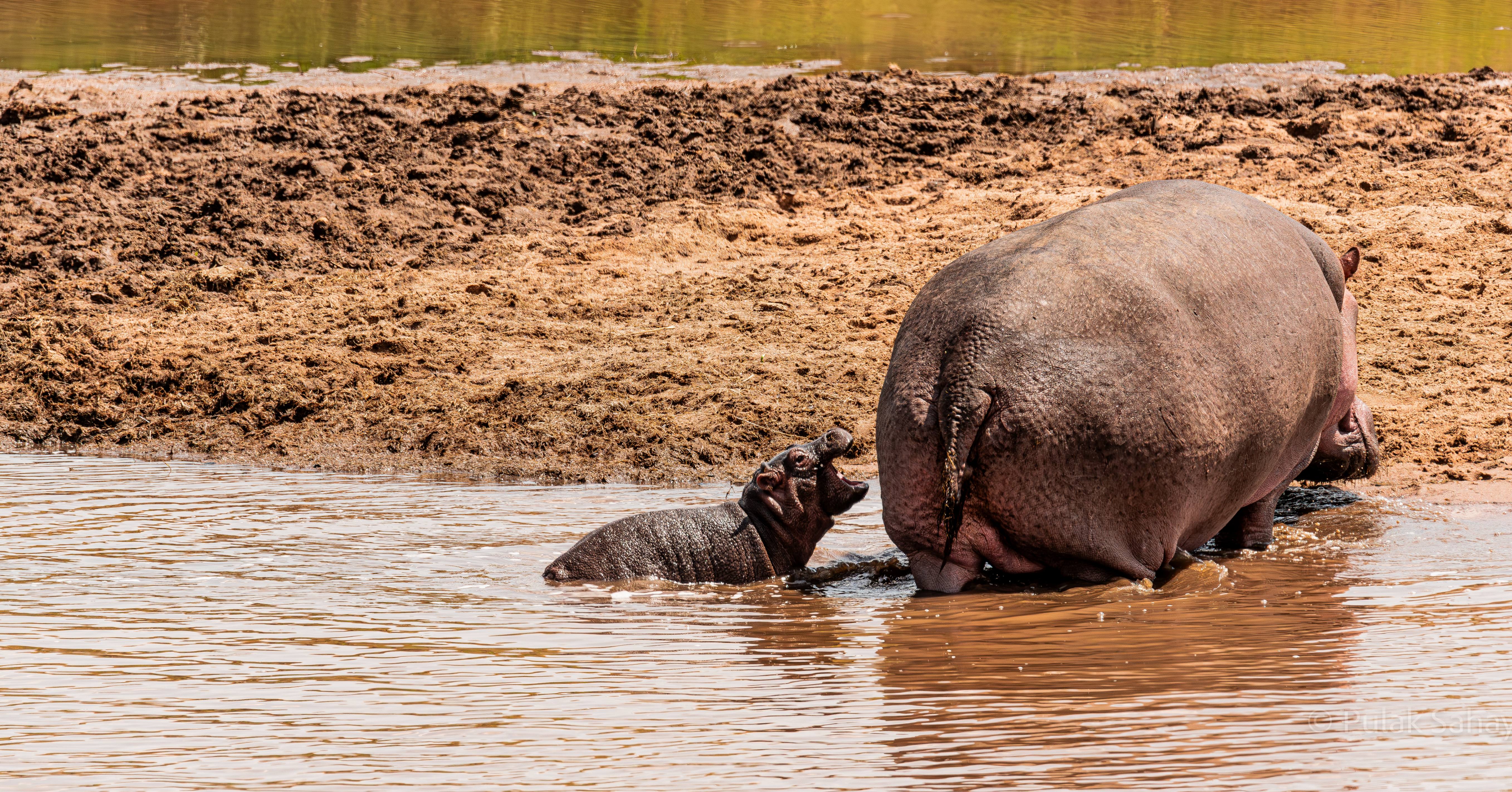 Baby Hippo yawn
